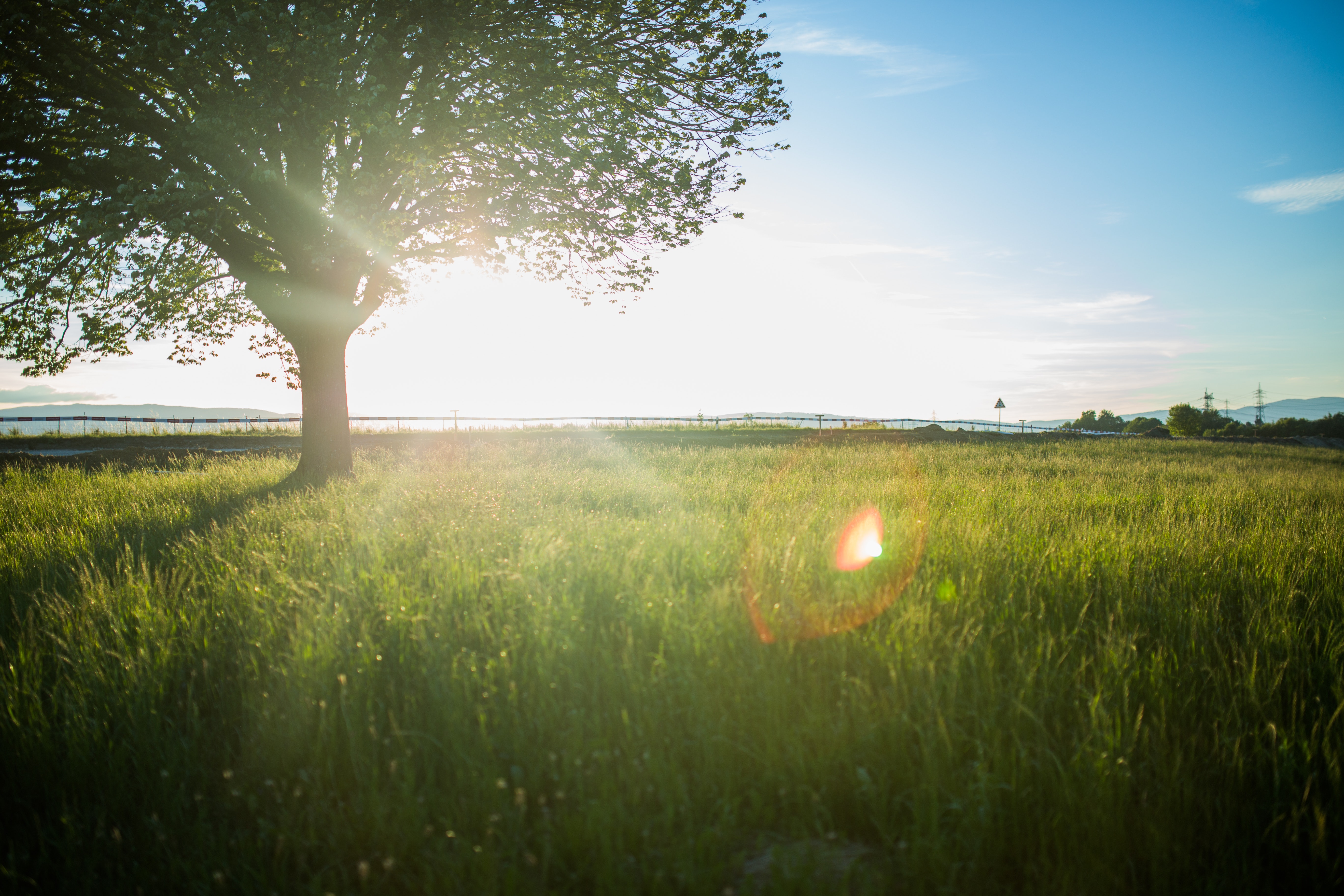 contre-jour-leaves-lens-flare-34066